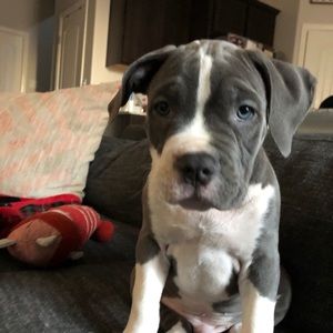 Meet your Posher, Elliott